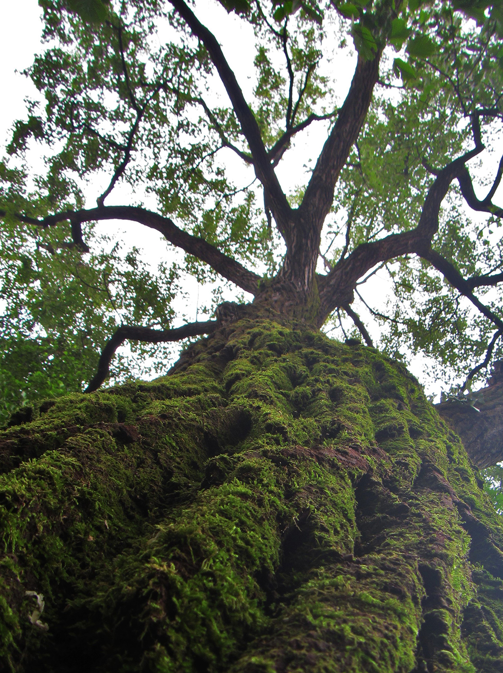 Tree climbing