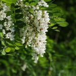 Robinia - Crediti: iStock Photo