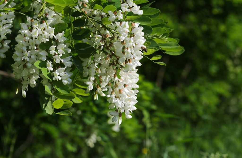 Robinia - Crediti: iStock Photo